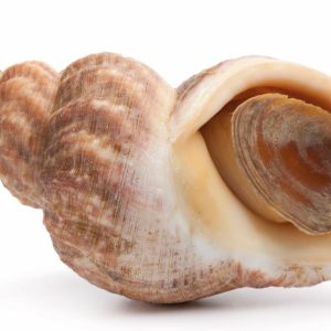 Bulot