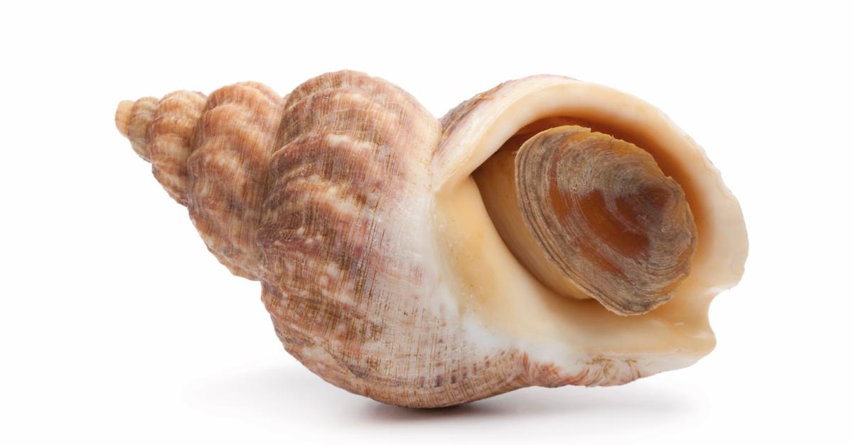 Bulot