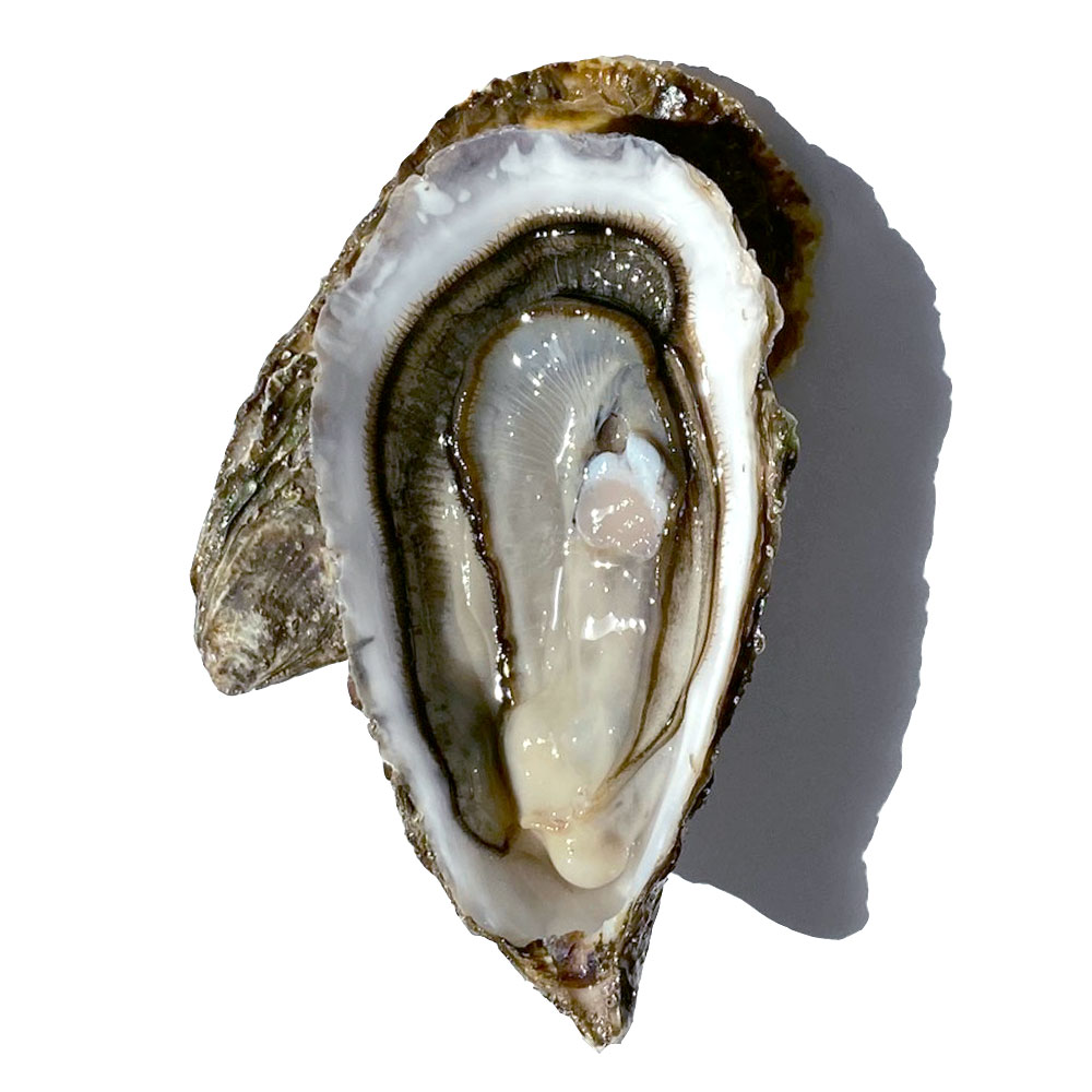 Huître